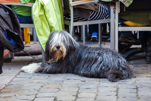 食事中の飼い主の横に座る犬