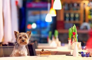 ワンちゃんだけが食事できるレストラン