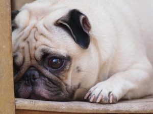 犬も仲間を亡くすとペットロスになる?