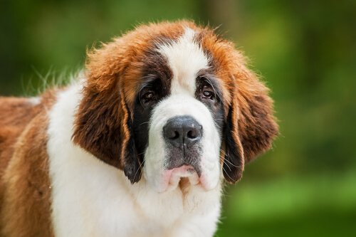 Image result for çŠ¬ Saint Bernard ç¾Žã—ã„