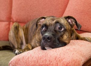 音を怖がる犬のなだめ方