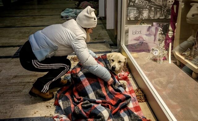 野良犬の世話