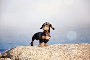 小型犬ケアの5つのコツ