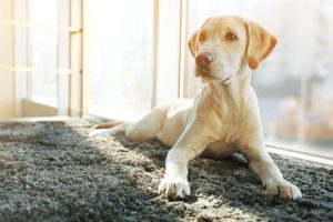 去勢手術後に起こる犬の変化