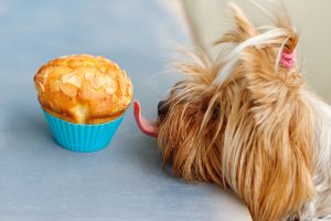犬用の手作りケーキレシピ