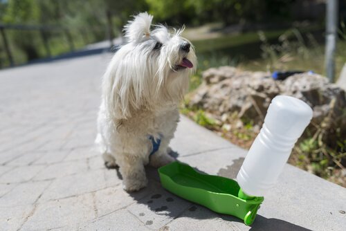 犬水飲み中