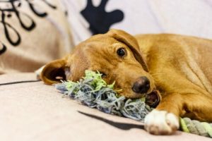 着なくなった服を愛犬のおもちゃに