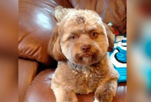 こちらが人面犬の「ヨギ」さんです。