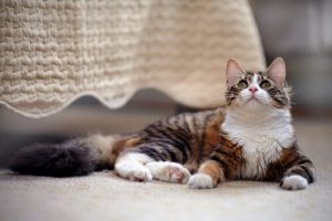 猫を飼う人へのアドバイス