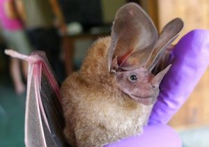 この世に存在する不思議な生き物