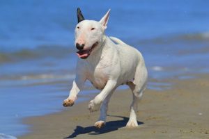 ブル・テリアという犬種を知っていますか?