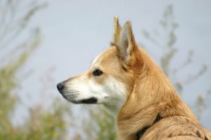 犬に噛まれないようにする方法
