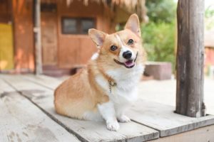 ボディーランゲージを通して犬の気分を学ぶ