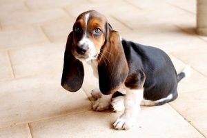 大きな耳を持つ犬種