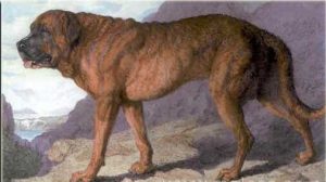 絶滅した犬種について知ろう