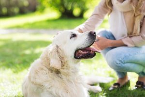 飼い主に甘える犬