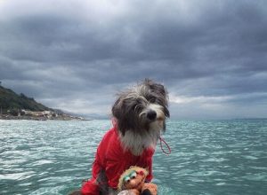海の犬:ニルヴァーナの物語