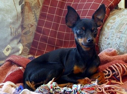 犬の咳処置方法