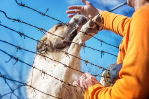 犬を救うために脚を失ったイラン人の兵士