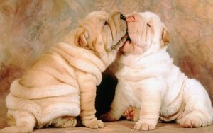 シワの多い犬種のご紹介