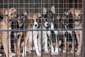 犬を買うことは動物虐待?!里親のすすめ