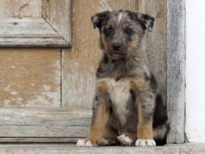 捨て犬たちのヒーローになってみませんか？