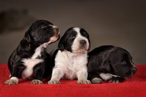 基本的な子犬の訓練方法