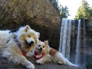 盲犬ホシと盲導犬ゼン