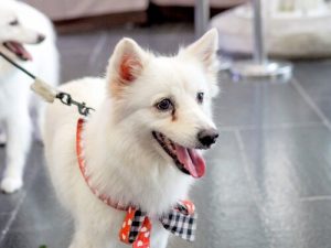 目の周りが茶色い!犬の涙やけの取り方