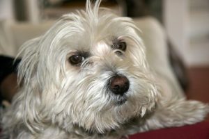 犬の咳を抑える方法
