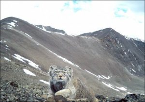カメラが捉えた!:ロシアで絶滅危惧種の猫