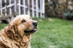 シニア犬の基本的ケア
