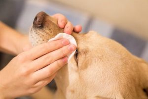 愛犬の目をケアする方法