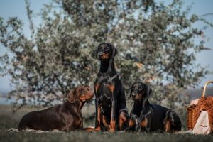 エレガントでユニークな犬:ドーベルマン