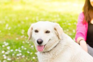 愛犬が嫌がる5つのコト