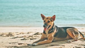 なるほど!犬も日向ぼっこが大好きな理由