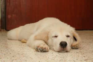 犬はどんな夢を見ているの?