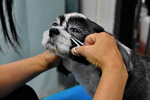 犬の目のケア