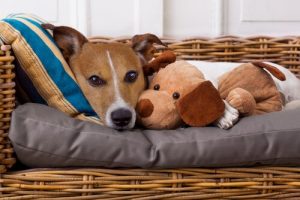 病気は人間から動物にも伝染するって知ってましたか?