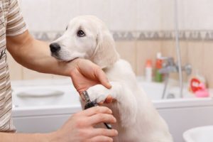 お家で愛犬の爪を手入れする方法