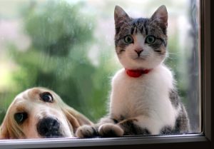 あなたは犬派?猫派?:飼ってるペットで性格診断