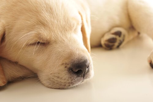 寝ている犬