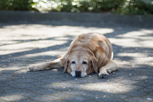 木陰で寝そべる犬