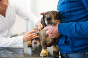 愛犬に接種させなきゃいけないワクチンは?