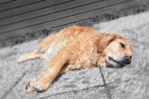 愛犬を血小板の欠乏から守る方法