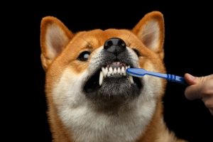 どうする?犬が歯磨きをさせてくれないとき
