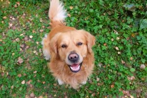 犬による感情表現について