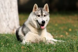 犬に「こころの知能」は宿っているのか?