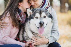 犬の防衛本能:悪意を嗅ぎ分ける?