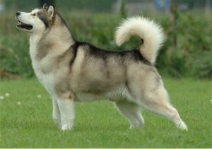 オオカミにそっくりな6つの犬種